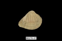 藏品(歪簾蛤)的圖片